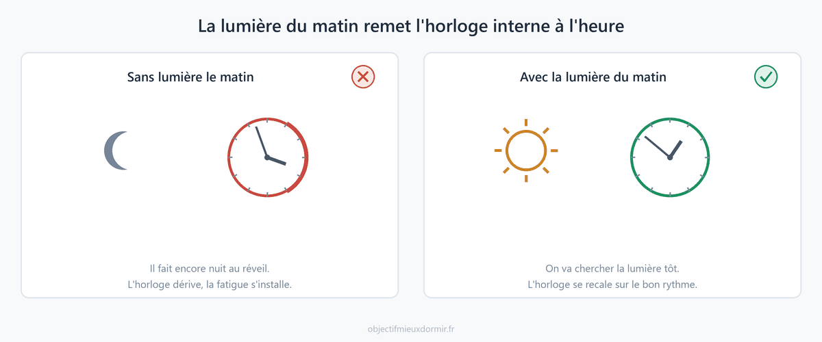 La lumière du matin est le principal repère de l'horloge interne. En automne, aller la chercher tôt aide à recaler le rythme que les journées courtes viennent brouiller.