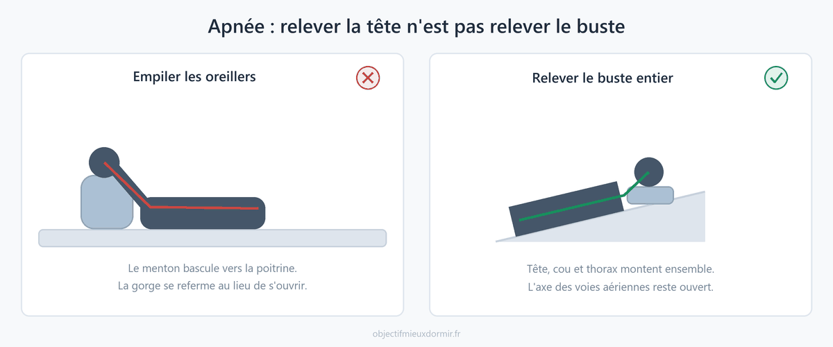 Relever la tête seule referme la gorge. Ce qui l'ouvre, c'est de relever le buste entier, tête, cou et thorax dans le même axe.
